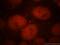 Cell Division Cycle 7 antibody, 17980-1-AP, Proteintech Group, Immunofluorescence image 