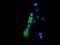 Zinc Ribbon Domain Containing 2 antibody, MA5-25288, Invitrogen Antibodies, Immunocytochemistry image 