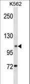 Anoctamin 1 antibody, LS-C159070, Lifespan Biosciences, Western Blot image 