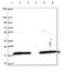 Ubiquitin Conjugating Enzyme E2 L3 antibody, HPA062415, Atlas Antibodies, Western Blot image 