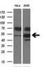 Tryptophan 2,3-Dioxygenase antibody, LS-B10427, Lifespan Biosciences, Western Blot image 