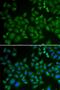 Sphingomyelin Phosphodiesterase 1 antibody, PA5-77047, Invitrogen Antibodies, Immunofluorescence image 