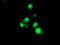 Transmembrane Serine Protease 5 antibody, LS-C173238, Lifespan Biosciences, Immunofluorescence image 