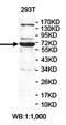Zinc Finger Protein 519 antibody, orb78321, Biorbyt, Western Blot image 