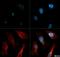 Endoplasmic reticulum mannosyl-oligosaccharide 1,2-alpha-mannosidase antibody, NBP2-13167, Novus Biologicals, Immunofluorescence image 