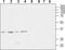 Calcium Voltage-Gated Channel Auxiliary Subunit Gamma 4 antibody, TA328766, Origene, Western Blot image 
