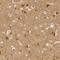 Small Glutamine Rich Tetratricopeptide Repeat Containing Beta antibody, NBP2-38998, Novus Biologicals, Immunohistochemistry frozen image 