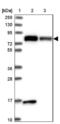 Dynamin 1 Like antibody, NBP2-34205, Novus Biologicals, Western Blot image 