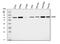 Succinate Dehydrogenase Complex Flavoprotein Subunit A antibody, PA1717, Boster Biological Technology, Western Blot image 