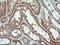 Kallikrein Related Peptidase 8 antibody, LS-C174694, Lifespan Biosciences, Immunohistochemistry frozen image 