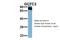  antibody, 27-135, ProSci, Western Blot image 