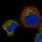 Retinol Binding Protein 5 antibody, NBP2-32643, Novus Biologicals, Immunofluorescence image 