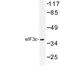 Eukaryotic Translation Initiation Factor 3 Subunit F antibody, LS-C177451, Lifespan Biosciences, Western Blot image 