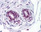 ETS Proto-Oncogene 2, Transcription Factor antibody, 31-170, ProSci, Immunohistochemistry frozen image 