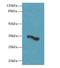 Olfactory Receptor Family 2 Subfamily H Member 1 antibody, LS-C398342, Lifespan Biosciences, Western Blot image 
