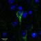 Corticotropin Releasing Hormone Receptor 1 antibody, NBP1-00175, Novus Biologicals, Immunocytochemistry image 