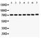Forkhead Box O3 antibody, LS-C344049, Lifespan Biosciences, Western Blot image 