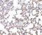 SKI Like Proto-Oncogene antibody, NBP1-77306, Novus Biologicals, Immunohistochemistry frozen image 