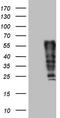 Fos Proto-Oncogene, AP-1 Transcription Factor Subunit antibody, LS-C340116, Lifespan Biosciences, Western Blot image 