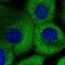 ZZZ1 antibody, NBP1-84284, Novus Biologicals, Immunocytochemistry image 