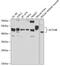 Actin Like 6B antibody, GTX65855, GeneTex, Western Blot image 