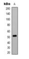Tubulin Alpha 1a antibody, orb393341, Biorbyt, Western Blot image 