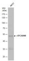 Calcium Release Activated Channel Regulator 2A antibody, GTX120035, GeneTex, Western Blot image 