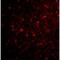 Apurinic/Apyrimidinic Endodeoxyribonuclease 1 antibody, MBS150985, MyBioSource, Immunofluorescence image 