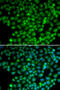 MutY DNA Glycosylase antibody, 16-443, ProSci, Immunofluorescence image 
