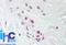 Developmental Pluripotency Associated 4 antibody, NBP2-24656, Novus Biologicals, Immunohistochemistry frozen image 