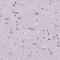 Zinc Finger Protein 853 antibody, NBP2-49527, Novus Biologicals, Immunohistochemistry frozen image 