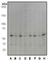 P21 (RAC1) Activated Kinase 1 antibody, ab40852, Abcam, Western Blot image 