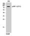 IRP1 antibody, A02781S711, Boster Biological Technology, Western Blot image 