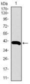 Ribosomal Protein L18a antibody, abx015980, Abbexa, Western Blot image 