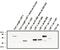 Lymphoid Enhancer Binding Factor 1 antibody, NBP2-66625, Novus Biologicals, Western Blot image 