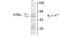 Thyroid Hormone Receptor Alpha antibody, NB110-93504, Novus Biologicals, Western Blot image 