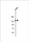 Transmembrane Serine Protease 15 antibody, PA5-71663, Invitrogen Antibodies, Western Blot image 
