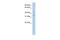 Carbonic Anhydrase 4 antibody, PA5-42002, Invitrogen Antibodies, Western Blot image 
