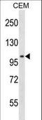 DNA ligase 3 antibody, LS-C165767, Lifespan Biosciences, Western Blot image 