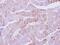 Casein Kinase 1 Alpha 1 antibody, PA5-28272, Invitrogen Antibodies, Immunohistochemistry frozen image 