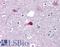 ZN687 antibody, LS-B4733, Lifespan Biosciences, Immunohistochemistry frozen image 