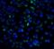 Interleukin 21 Receptor antibody, LS-C403, Lifespan Biosciences, Immunofluorescence image 