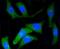CD34 antibody, NBP2-67399, Novus Biologicals, Immunofluorescence image 