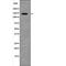 Platelet Derived Growth Factor Receptor Alpha antibody, PA5-64636, Invitrogen Antibodies, Western Blot image 