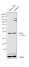 Sphingosine-1-Phosphate Receptor 2 antibody, PA5-23208, Invitrogen Antibodies, Western Blot image 