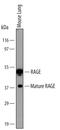 RAGE antibody, MAB11792, R&D Systems, Western Blot image 