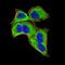 GLI Family Zinc Finger 1 antibody, NBP2-52475, Novus Biologicals, Immunofluorescence image 