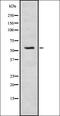 SRSF Protein Kinase 3 antibody, orb337518, Biorbyt, Western Blot image 