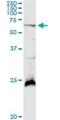 Polypeptide N-Acetylgalactosaminyltransferase 4 antibody, H00008693-D01P, Novus Biologicals, Western Blot image 