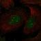 Syntaxin 3 antibody, HPA002191, Atlas Antibodies, Immunofluorescence image 
